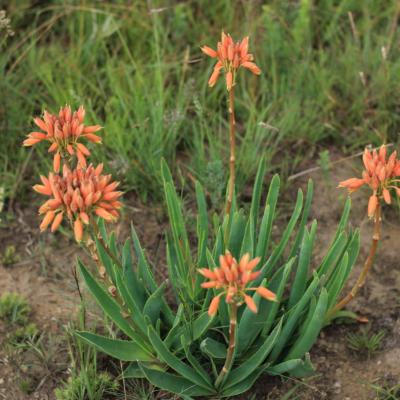 Mount Currie Nature Reserve Flower