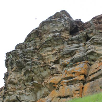Ntsikeni Nature Reserve Endangered Bearded Vulture Siting